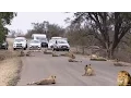 Download Lagu Largest Lion Pride Ever Blocking Road In Kruger Park