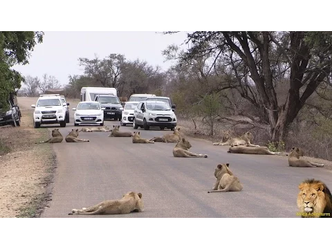 Download MP3 Largest Lion Pride Ever Blocking Road In Kruger Park