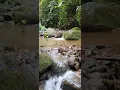Suara Asli Aliran Sungai di Tengah Hutan