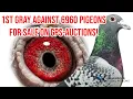 1st Gray Against 6960 Pigeons FOR SALE on GPS AUCTIONS