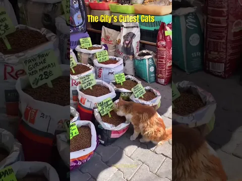 Cats Living All Over the City