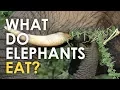 What Do Elephants Eat