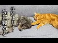Download Lagu 犬が子猫より先に寝るとこうなります...