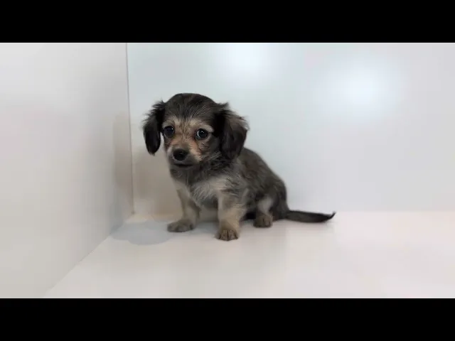 動画