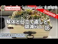 Lagu 645{多肉植物} 仕立て直し鉢に根付き苗を植える時どーしてます？【多肉事】【仕立て直し】【解体多肉】【根付き苗】【ba多肉】【baチャンネル】【Succulent】