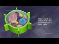 About chloroplast structure and function 3D animated