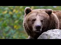 Brown Bear visit www Eyesight4Vison com Nature 4k Nature scape