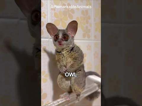 How High Can a Bushbaby Jump?