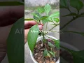 Download Lagu How to make chilli plants grow many branches? #shorts