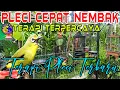 Download Lagu Terapi Pleci Agar Cepat Nembak Buka Paruh || Terapi Pleci Koloni dan Pleci Nembak