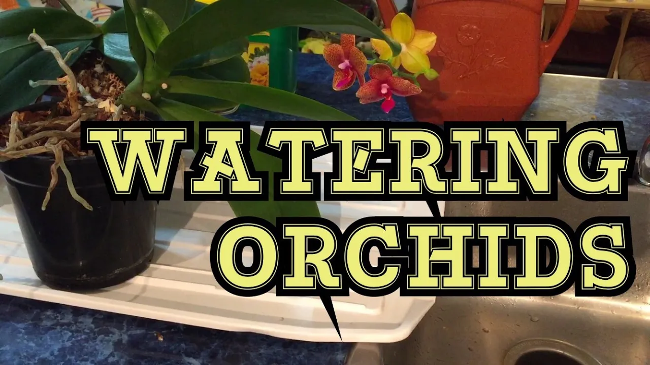 ORCHID CARE: TIPS TO WATER AND FERTILIZE WINDOWSILL PHALAENOPSIS ORCHIDS