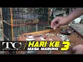 Download Lagu cara melancarkan kacer pada saat mabung