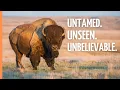 Lagu Bison, Coyotes \u0026 Prairie Dogs: The Untamed Life of North America's Grasslands | Full Episode