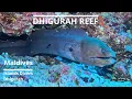 Dhigurah reef 2 South Ari Atoll Maldives Islands Island Divers Dhigurah