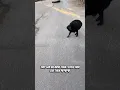 Download Lagu The Way These Stray Dogs Greet Me Every Morning ❤️🐾”