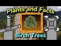 Plants and Facts S01E03 Birch Trees