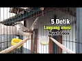 Sangat efektif merangsang Ciblek cepat emosi belum 5 detik ciblek langsung nyaut Gacor nembak