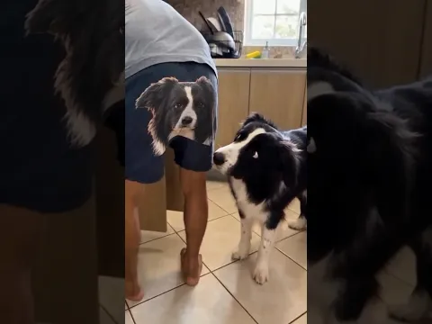 Two dogs 🐶🐶  #funny #couple