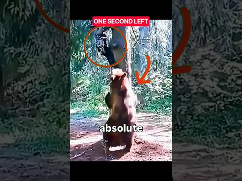 One Second Late = DEAD! π±π»β#usa β#BearAttack #Survival #CloseCall #WildLifeMoment