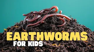 Earthworms for Kids Learn all about these slimy animals