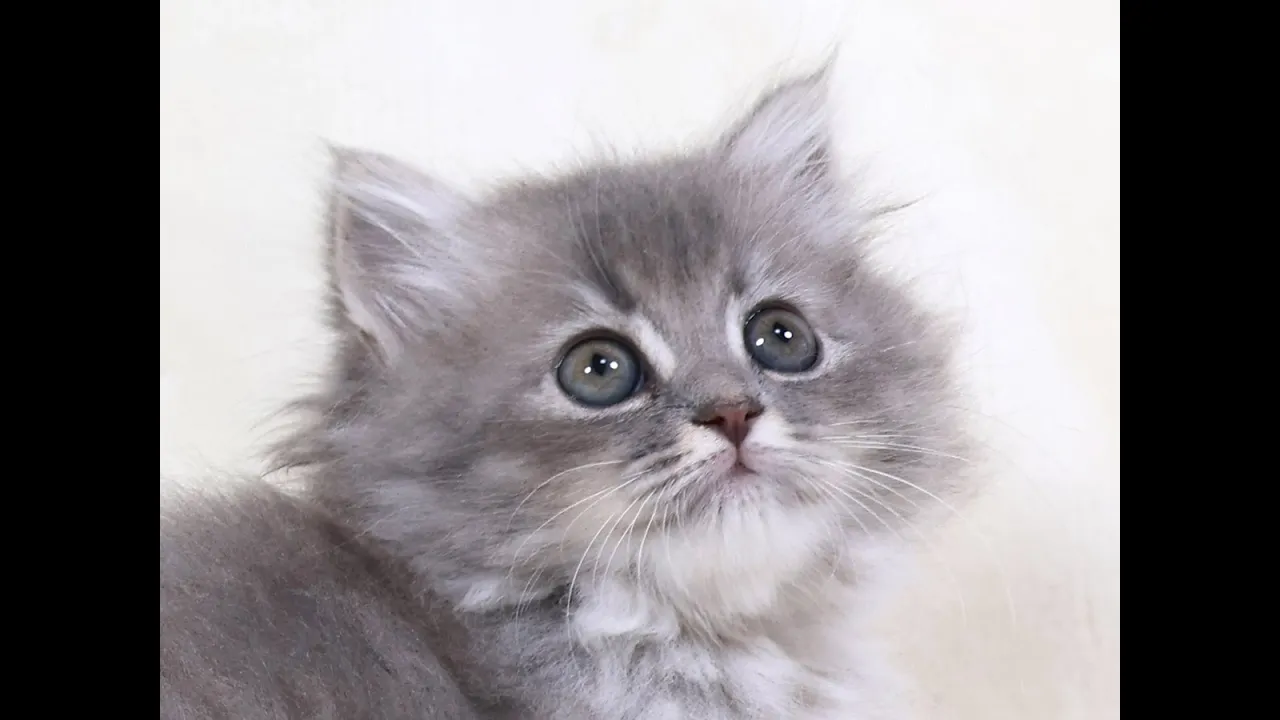 動画
