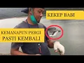 Download Lagu Burung Unik KEKEP BABI di Lepas Sejauh \u0026 Setinggi  Apapun Pasti Kembali Ke Pemiliknya | Aneh \u0026 Nyata