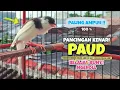 Download Lagu Suara Pancingan KENARI PAUD Belajar BUNYI Ngeriwik || MASTERAN Kenari Paud #8