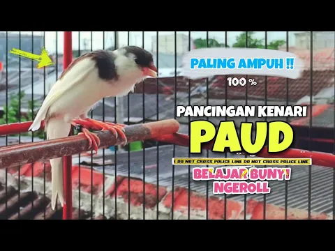 Download MP3 Suara Pancingan KENARI PAUD Belajar BUNYI Ngeriwik || MASTERAN Kenari Paud #8