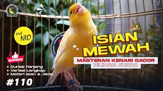 masteran kenari cengkok mewah untuk burung kenari paud