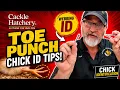 How to Toe Punch Baby Chicks Permanent Identification Guide Cackle Hatchery