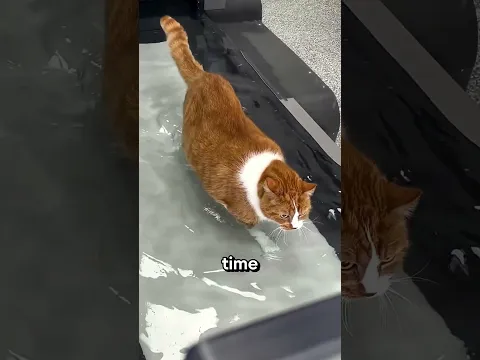 Secret Behind This Cat Treadmill