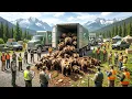 200 Grizzly Bears Are Being Returned to Washington State And It s Working