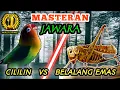 LOVEBIRD VS BELALANG EMAS - Masteran Tembakan Terbaikk Untuk Burung Lombaa