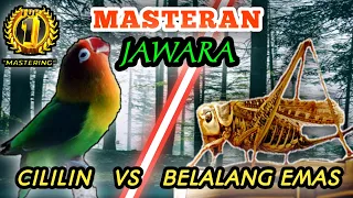 lovebird vs belalang emas masteran tembakan terbaikk untuk burung lombaa