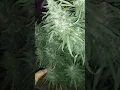 Sun Grown Garden Neptune Seed s Update One Last Look