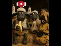 Download Lagu very nice banana #shorts #shaunthesheep #sheep #art #banana