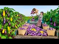 Download Lagu TIMELAPSE -- Harvesting Organic Eggplants, Cucumbers \u0026 Tomatoes, Use Truck Go to Market Sell