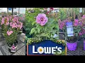 LOWES BEST NEW PLANTS ARRIVALS FOR SUMMER AND 4th OF JULY HOW TO MAKE YOUR GARDEN BEAUTIFUL