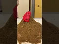 EPIC Homemade Volcano Eruption Easy Science Experiment for Kids Adults