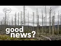 Download Lagu Why Europe's dying forests could be good news