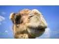 You have no idea where camels really come from Latif Nasser