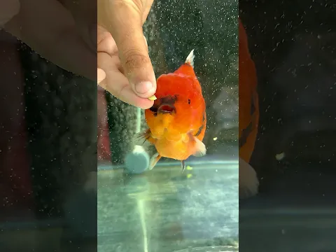 matar 🫛 bacha skti h Fish ki jaan | Oranda gold fish #shorts #pea #goldfish