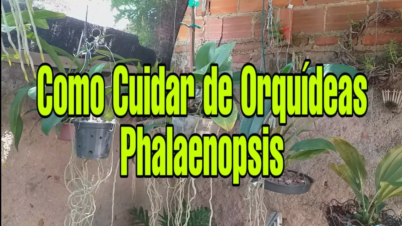 COMO CUIDAR DE ORQUÍDEAS PHALAENOPSIS