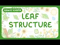 GCSE Biology - Structure of a Leaf Plant Cell Organisation exams
