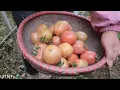 Lagu TIMELAPSE : Harvesting agricultural products for sale -  Building a daily life