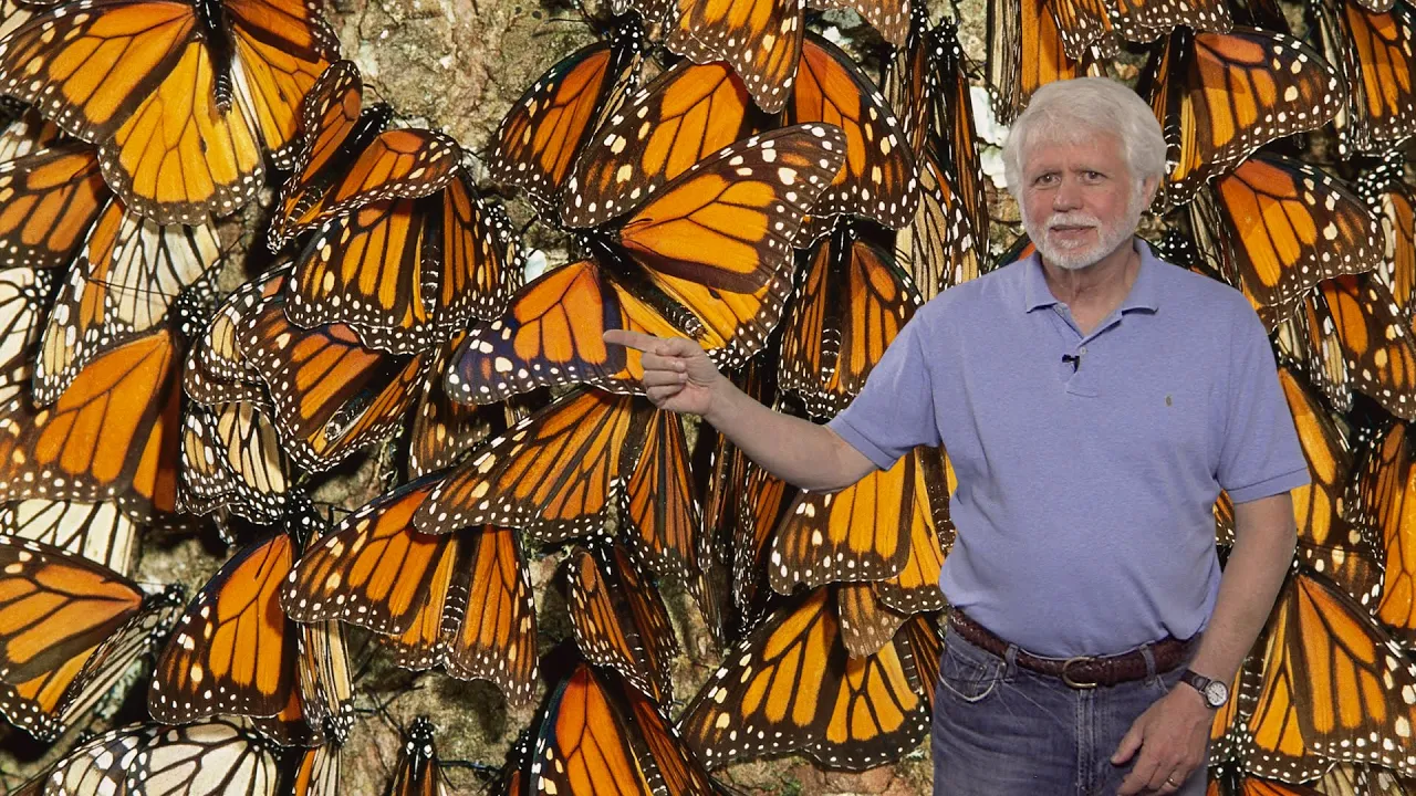 Steven Reppert (UMass) Part 1: Neurobiology of Monarch Butterfly Migration: Migration Overview