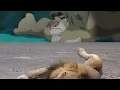 Download Lagu The Lion King 2 Simba ś pride life action Simba ś nightmare {700 sub special}