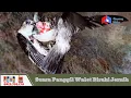 Download Lagu SUARA WALET TERBERU-Suara Panggil Walet Birahi Jernih