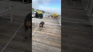 #fyp #dream #doberman #pets #youtube