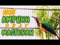 Download Lagu MASTERAN SUARA CUCAK CUNGKOK GACOR, FULL TEMBAKAN SPEED RAPAT[]100% AMPUH